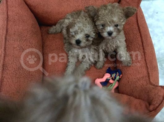 Orijinal Toy Poodle görsel
