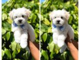 A Kali̇te Maltese Terrier