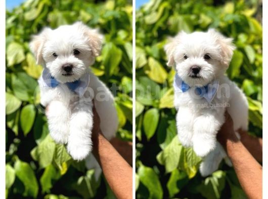A Kali̇te Maltese Terrier görsel