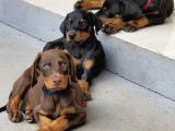 Zirve Doberman 