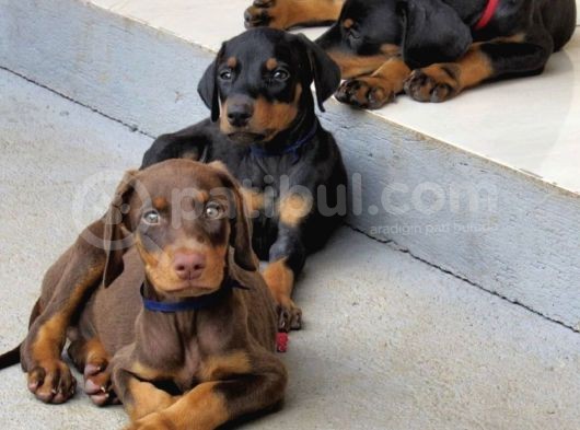 Zirve Doberman  görsel