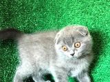 Yuvarlak Kafa Scotti̇sh Fold Yavrularımız