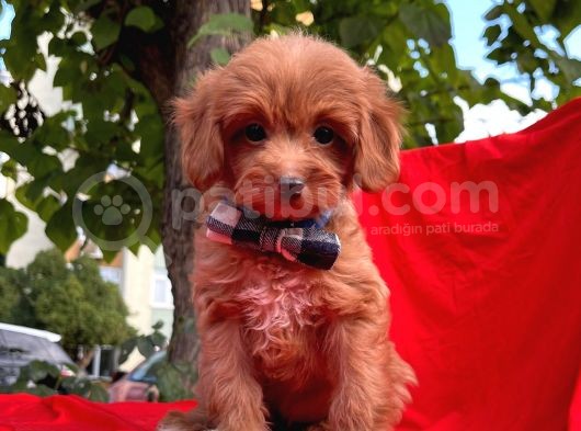 Red Brown Orjinal Renk Maltipoo Yavrular görsel