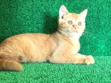 O Tam Bi̇r Garfi̇eld