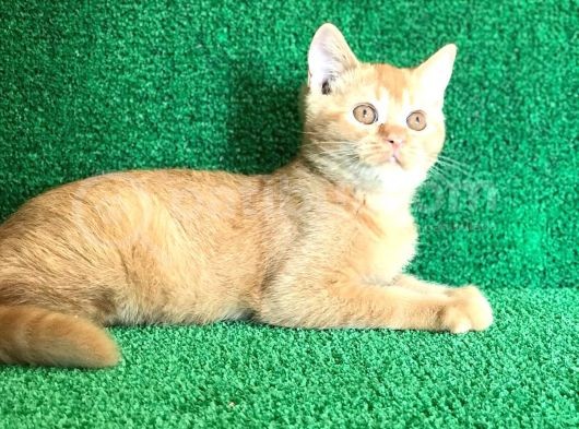 O Tam Bi̇r Garfi̇eld