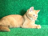 O Tam Bi̇r Garfi̇eld