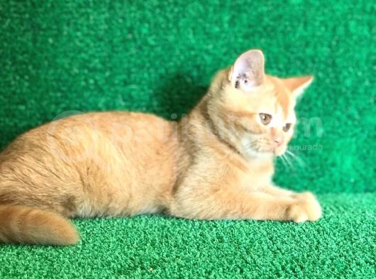 O Tam Bi̇r Garfi̇eld görsel