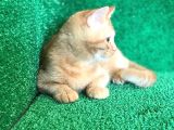 O Tam Bi̇r Garfi̇eld