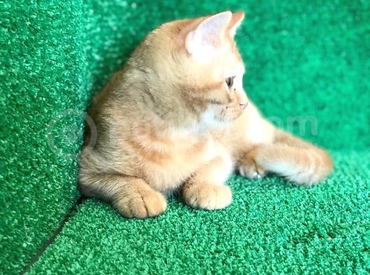 O Tam Bi̇r Garfi̇eld görsel