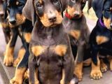 Zirve Doberman 