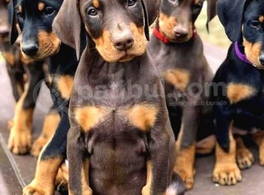Zirve Doberman 