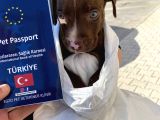 Soy Kütüğü Belli Rednose Acil