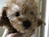 Orijinal Toy Poodle