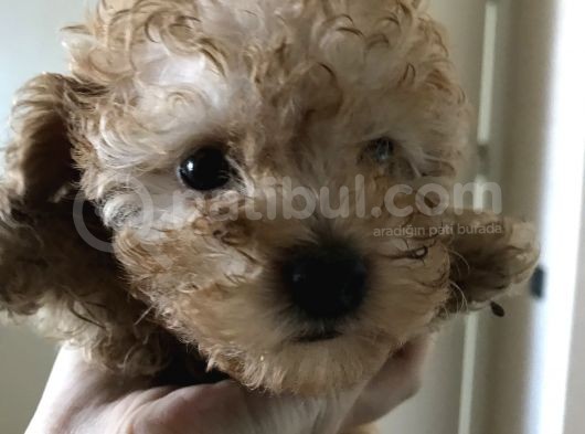 Orijinal Toy Poodle