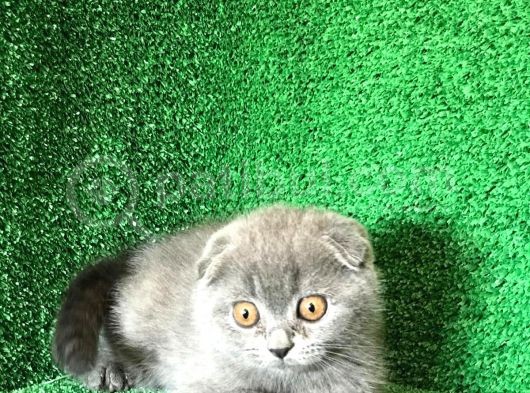 Yuvarlak Kafa Scotti̇sh Fold Yavrularımız görsel