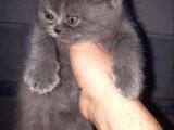 Brithis Shorthair Blue