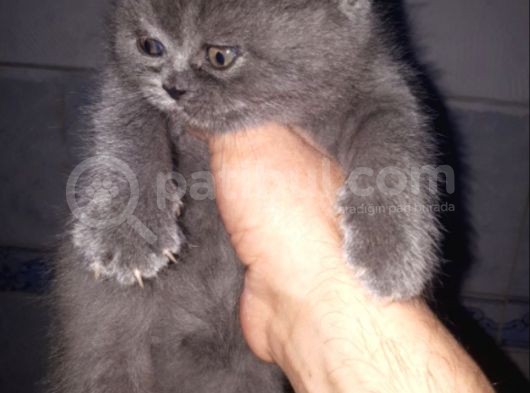 Brithis Shorthair Blue görsel