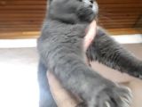 Brithis Shorthair Blue