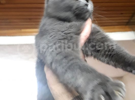 Brithis Shorthair Blue görsel