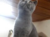 Brithis Shorthair Blue