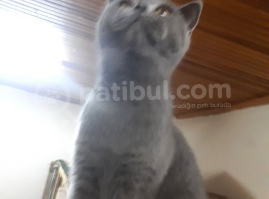 Brithis Shorthair Blue görsel