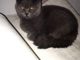 Brithis Shorthair Blue