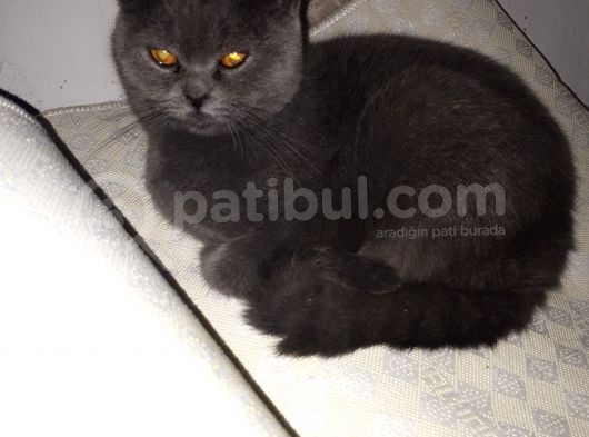 Brithis Shorthair Blue
