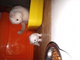 Scothis Fold Erkek Kedi