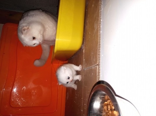 Scothis Fold Erkek Kedi