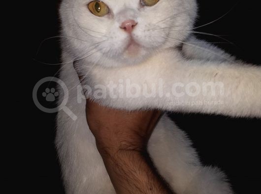 Scothis Fold Beyazın Saf Güzelliği görsel