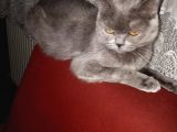 Brithis Shorthair Dişi Blue