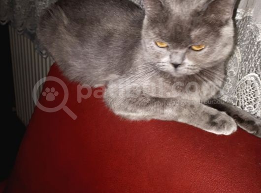 Brithis Shorthair Dişi Blue