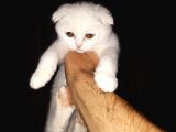 Scothis Fold Beyazın Saf Güzelliği
