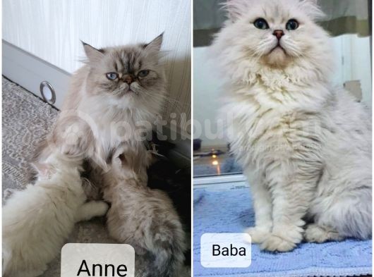Ev Ortamında Titizlikle Bakılan Yavrularımız görsel
