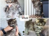 Ev Ortamında Titizlikle Bakılan Yavrularımız