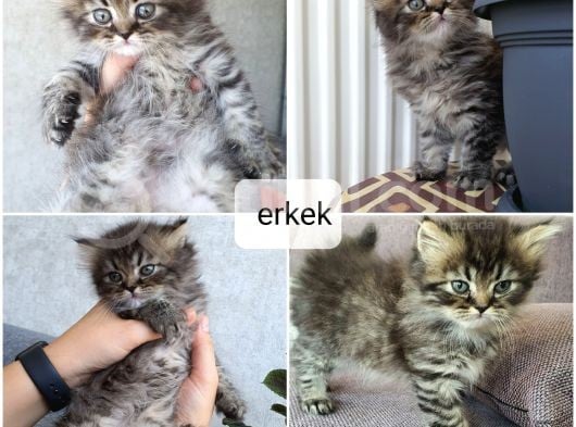 Ev Ortamında Titizlikle Bakılan Yavrularımız görsel