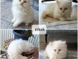 Ev Ortamında Titizlikle Bakılan Yavrularımız