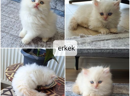 Ev Ortamında Titizlikle Bakılan Yavrularımız görsel