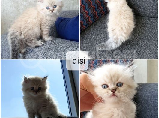 Ev Ortamında Titizlikle Bakılan Yavrularımız görsel