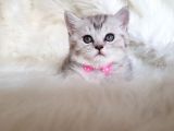 Tüy Yumağı Sevimli British Shorthair Dişi Yavrumuz