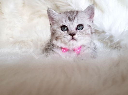 Tüy Yumağı Sevimli British Shorthair Dişi Yavrumuz görsel