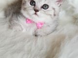 Tüy Yumağı Sevimli British Shorthair Dişi Yavrumuz