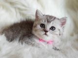 Tüy Yumağı Sevimli British Shorthair Dişi Yavrumuz