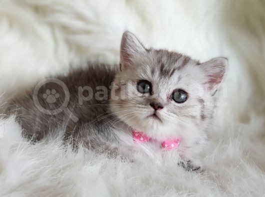 Tüy Yumağı Sevimli British Shorthair Dişi Yavrumuz görsel