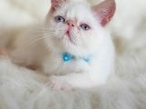 Sevimli Exotic Shorthair Erkek Yavrumuz