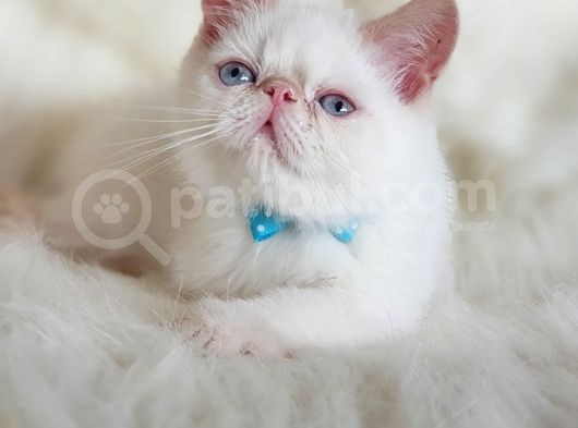 Sevimli Exotic Shorthair Erkek Yavrumuz görsel