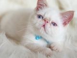 Sevimli Exotic Shorthair Erkek Yavrumuz