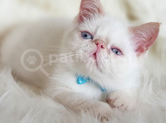 Sevimli Exotic Shorthair Erkek Yavrumuz görsel