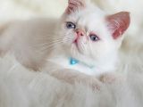 Sevimli Exotic Shorthair Erkek Yavrumuz