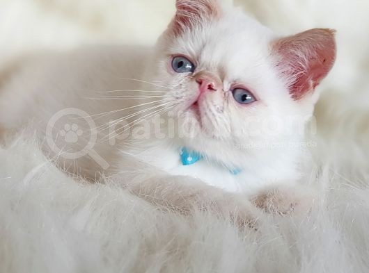 Sevimli Exotic Shorthair Erkek Yavrumuz